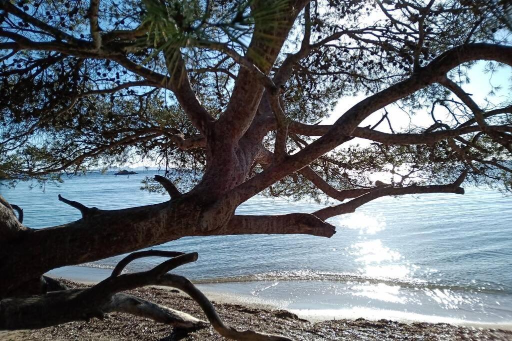 Face Mer Entre Plage Et Marina Bormes-les-Mimosas Dış mekan fotoğraf